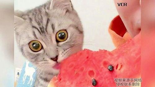 吃瓜小猫插画,萌态可掬的插画魅力