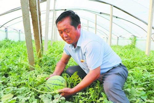 定陶区吃瓜,品味民俗，畅享清凉