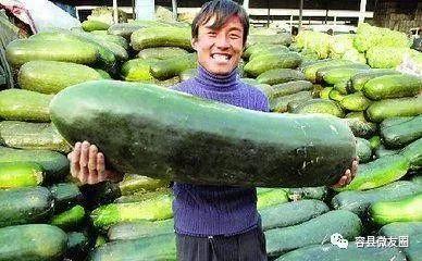 这几天的瓜怎么吃,揭秘近期热门事件背后的吃瓜指南