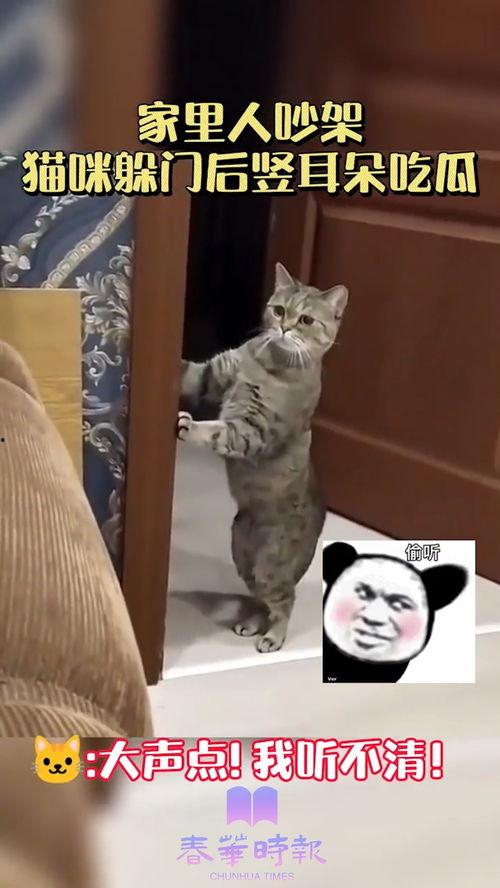 家人吵架猫咪吃瓜