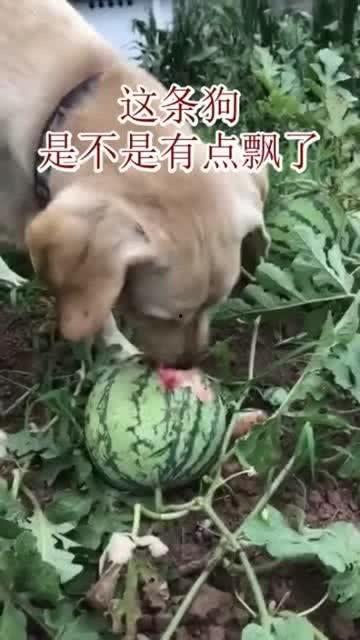 吃狗瓜,狗瓜事件背后的真相与反思